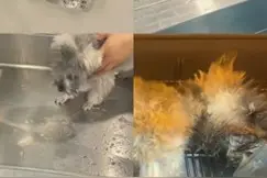 狗狗吞食6粒布洛芬胶囊后多器官衰竭离世，医生：饲养者要妥善收置药品图片