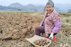 韶关乐昌北乡马蹄采收忙图片