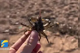 青岛市民赶海捡到奇怪螃蟹 专家回应：这是矶蟹图片