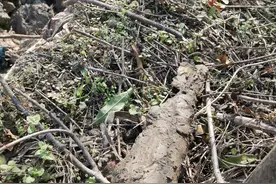 上海一河道边现战争时期迫击炮哑弹，公安、消防联合回收图片