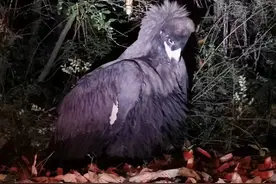 拯救“座山雕”！村民从地里捡回奇怪大鸟报警：系一级保护动物秃鹫，警民一起放生图片