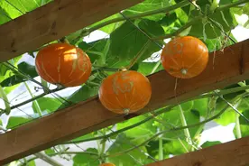 是蔬菜也是文玩！“福寿”南瓜成为新年氛围营造利器图片