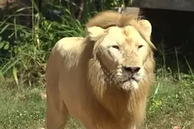 Wei球迷｜预测准确率高达90%？卡塔尔世界杯这些“神兽”又火了图片