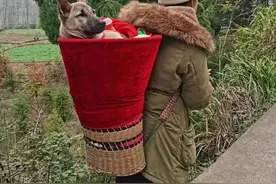 湖南一狗狗生病给自己挖坑，主人用背篓背着走5公里就医图片