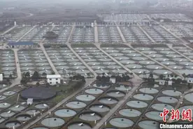 探亚洲最大鲟鱼子酱加工厂：钱塘江源头产“生态美味”图片