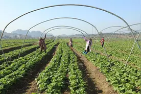 湖南江永：冬种蔬菜助农增收图片