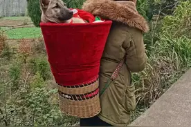 狗狗生病给自己挖坑，主人拿起背篓就去城里看病   路人：头一次见！图片