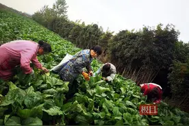 打霜后的红菜薹味正甜，可是身价环比涨两倍图片