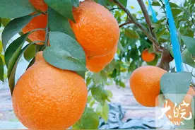 江淮记者走基层｜芜湖市湾沚区：果冻橙挂满枝 采摘正当时图片