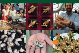 【关注】你吃过蟋蟀吗？中国林科院高原所推动蟋蟀食用助力粮食安全图片