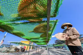 加一撮阳光入味  外罗渔港晒鱼忙图片