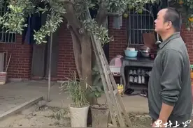 吃货的福音！一棵树结出十几种水果，你见过吗？图片