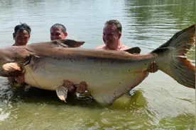 男子在泰国度假时钓到一条190多公斤重的巨型鲶鱼图片