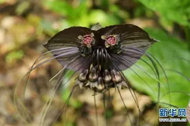 神奇植物在云南｜花儿为什么要“自黑”？图片