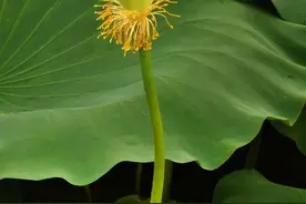 致天堂的父亲图片