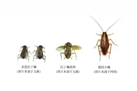 蟑螂竟是外来入侵物种？拉丁蠊新种“小强”有何不同？图片