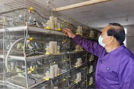 云梦 “鹦鹉大王”——左腊祥图片