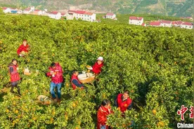 三峡秭归：脐橙产销旺 果农采收忙图片