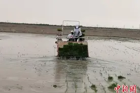 海水稻缘何在离海最远的新疆获得高产？图片