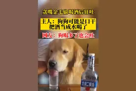 贪嘴金毛偷喝酒后狂吐，主人：狗狗可能是口干把酒当成水喝了图片