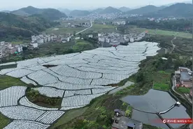 图｜香芋“添衣盖被”保鲜过冬图片