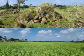 废弃矿石坑变良田——海南临高新盈镇全域土地综合整治试点项目见闻图片