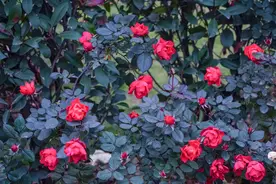 美！冬季月季还在开，“花中皇后”争奇斗艳图片