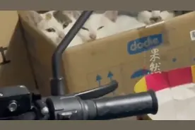 男子车库里收留流浪猫，多的时候有7只，一个月花费几百元图片