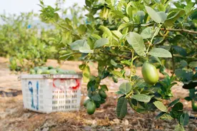 一颗香水柠背后的供应链比拼图片