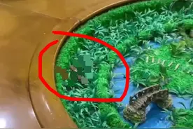 顾客称餐厅餐桌上疑有动物排泄物，监管部门：正在调查图片