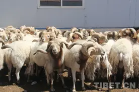 阿旺绵羊养殖中的“绿色科技”图片
