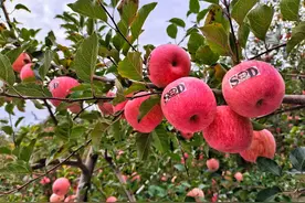 灵宝：特色产业撑起乡村振兴“艳阳天”图片