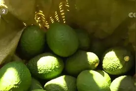 云南孟连7万亩牛油果成熟 “网红”果助农增收图片