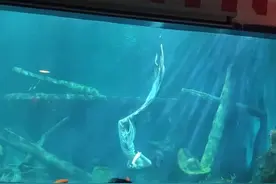 30秒｜新年第一天，海洋馆里来了“美人鱼”图片