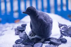 上海海昌海洋公园内，新年首只阿德利企鹅宝宝喜迎破壳图片