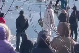 狗追鸭掉入冰水中，众人合力营救上岸图片