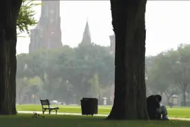 一棵杨树的风骨 | 风凝图片