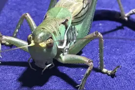 养蝈蝈儿的门道多，蝈蝈行家教您怎么辨认图片