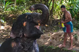 （外代一线）大象洗澡图片