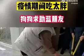 狗子疫情期吃太胖被项圈卡住脖子，消防员帮其脱困图片