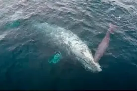 雌性鲸鱼在游轮旁分娩 游客目睹这一难逢时刻图片