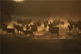 回归自然：在年轻人间悄然盛行图片