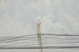 背着卫星追踪器放归游隼“阳阳” 后续故事来了图片