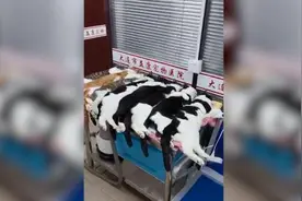 流浪猫被绝育后躺成一排，表情既心酸又好笑视频封面