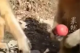 金丝猴“温柔”送游客苹果，小心翼翼地握住游客的手图片