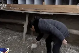 吃鸡狂“喵”！抓住你了图片