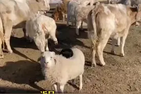 可可爱爱！牧民家的猫咪天天趴在羊背上图片