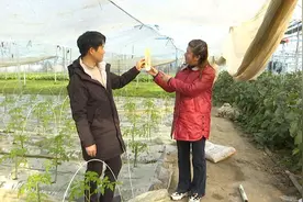 芜湖市湾沚区红杨镇：党组织领办合作社服务到田头图片