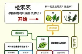 落叶的颜色五彩缤纷，树叶的形状和颜色里有这些学问→图片