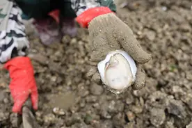 探访广东湛江官渡生蚝产地：蚝农每年营收最多可达六十万元图片